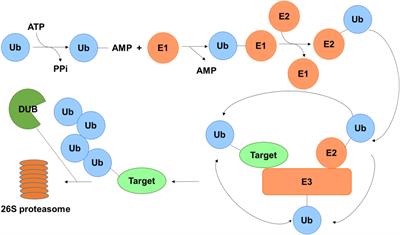 USP7: Novel Drug Target in Cancer Therapy